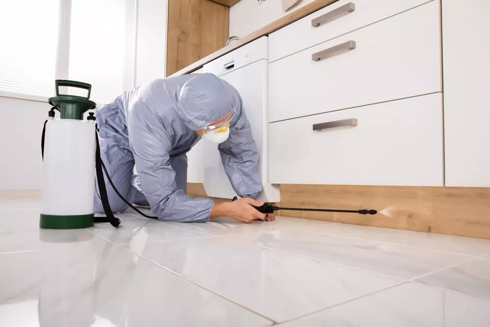 When Should You Call A Pest Control Company For Bugs?