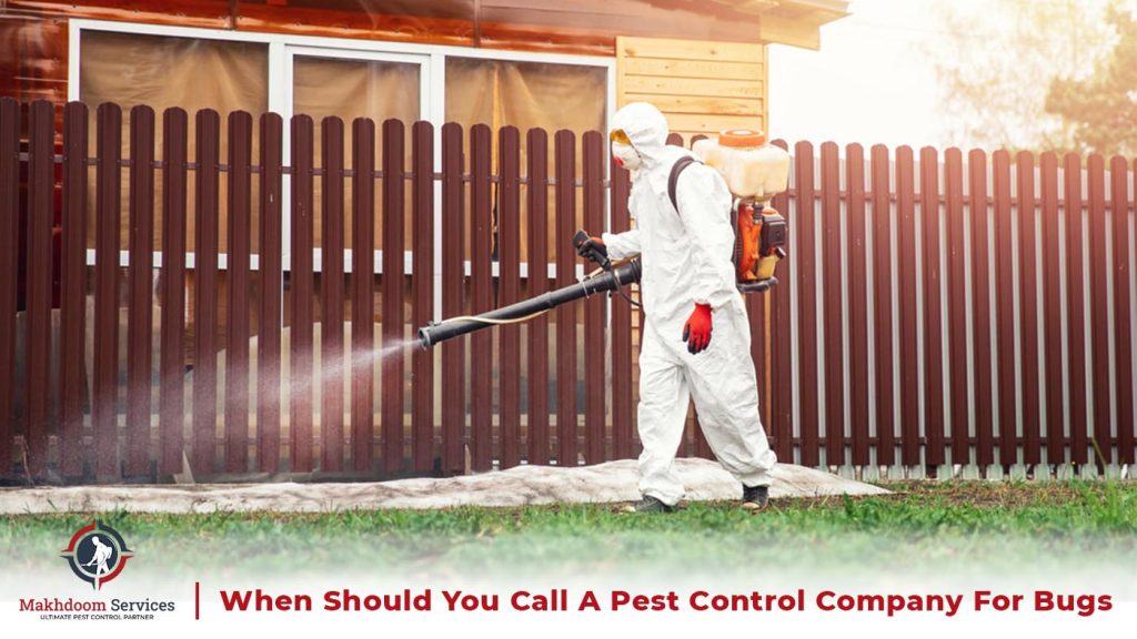 When Should You Call a Pest Control Company For Bugs?