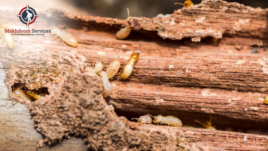 What Are My Options For Termite Control Services?